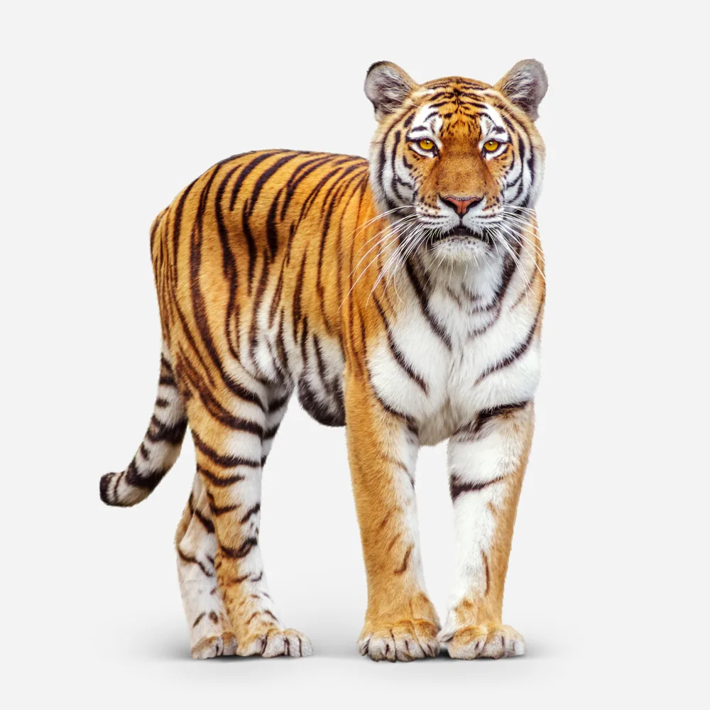 Tigre