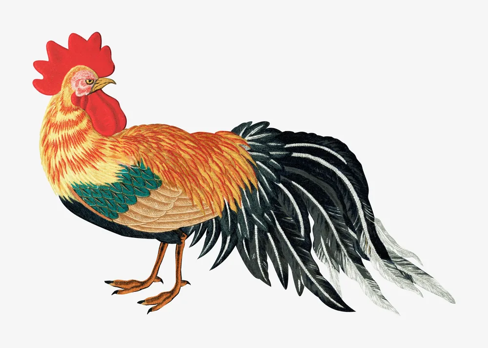 Gallo