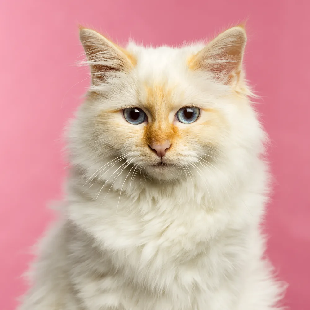 Angora