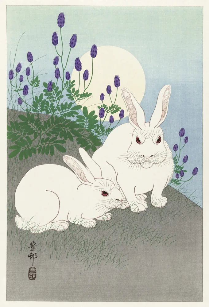 Conejos