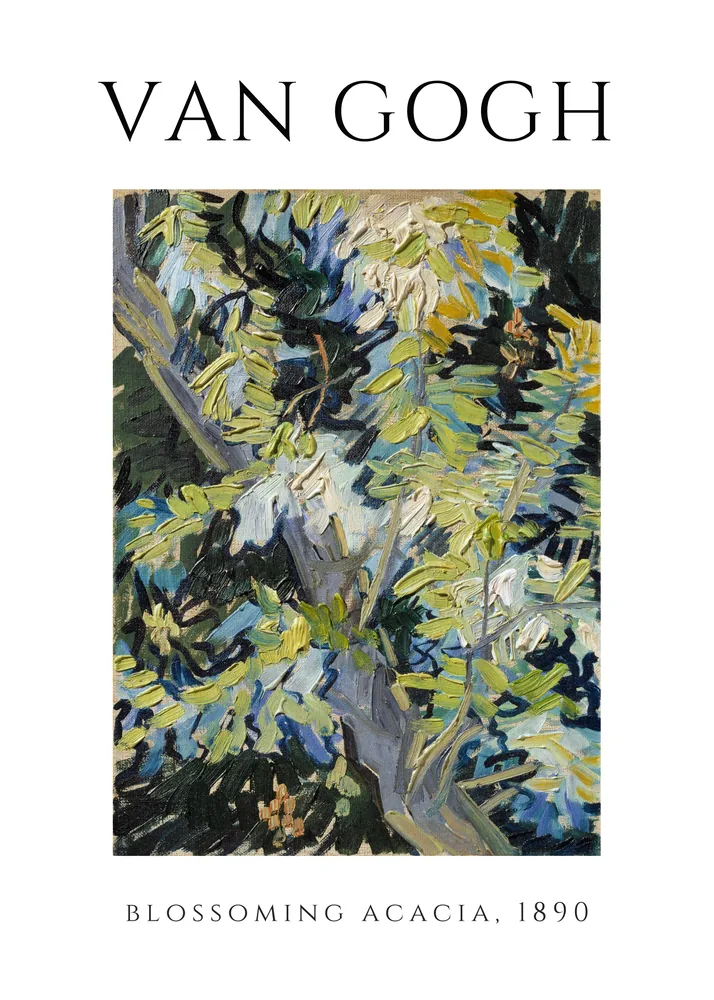 Acacia