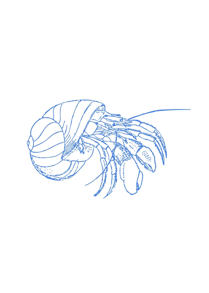 Nautilus