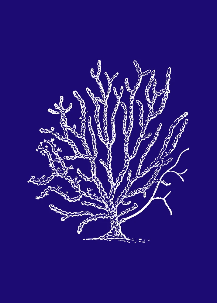 Gorgonia