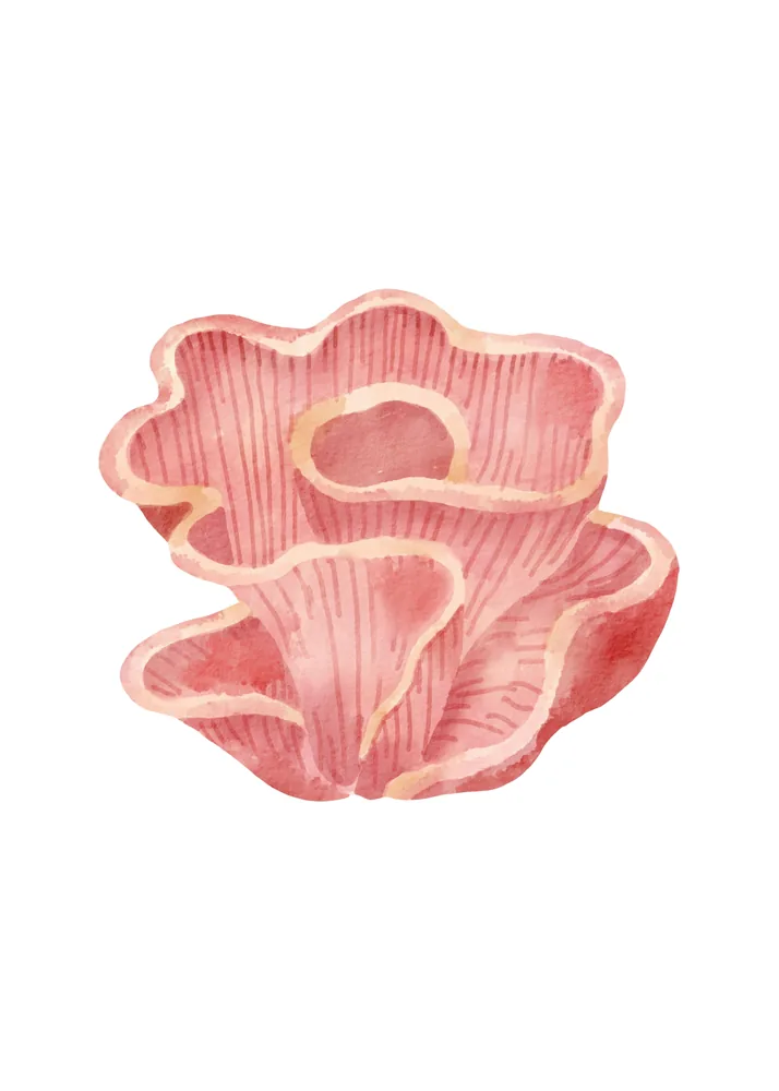 Coral Rosa