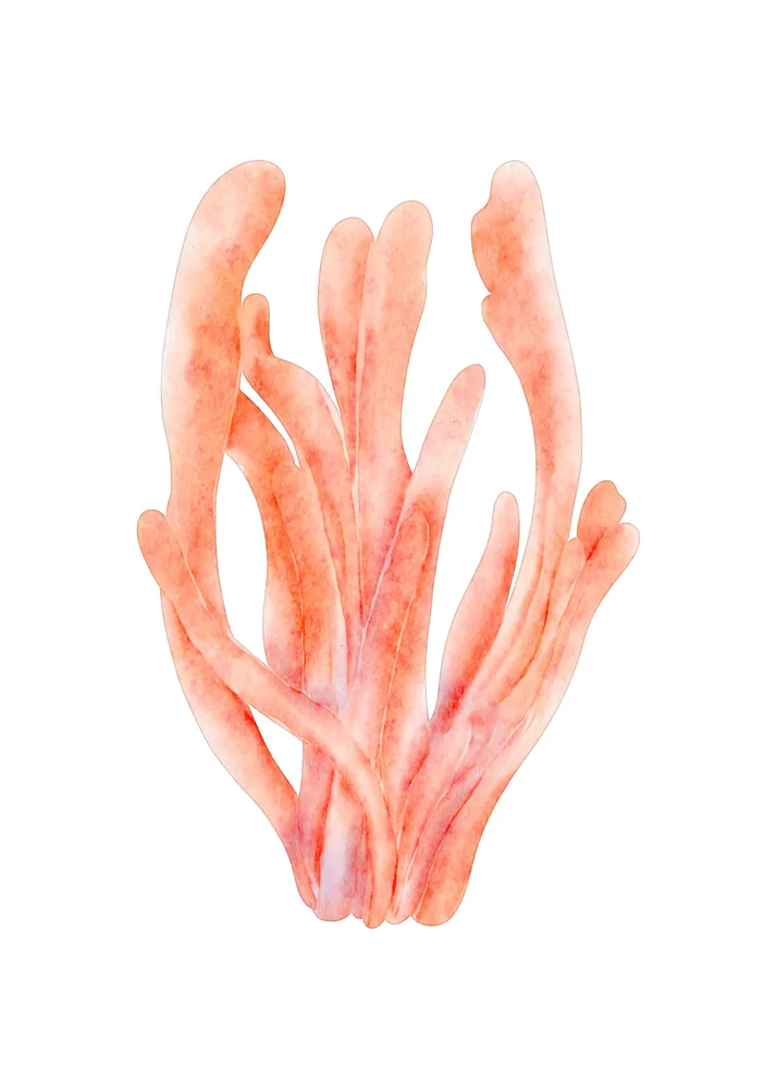 Actinia