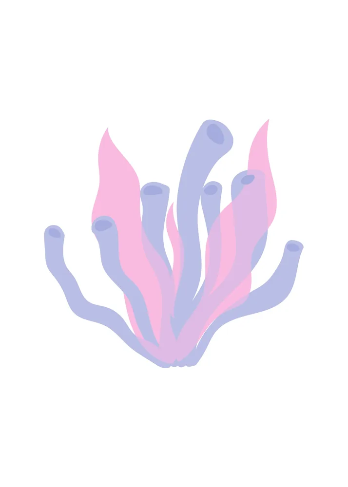Malva
