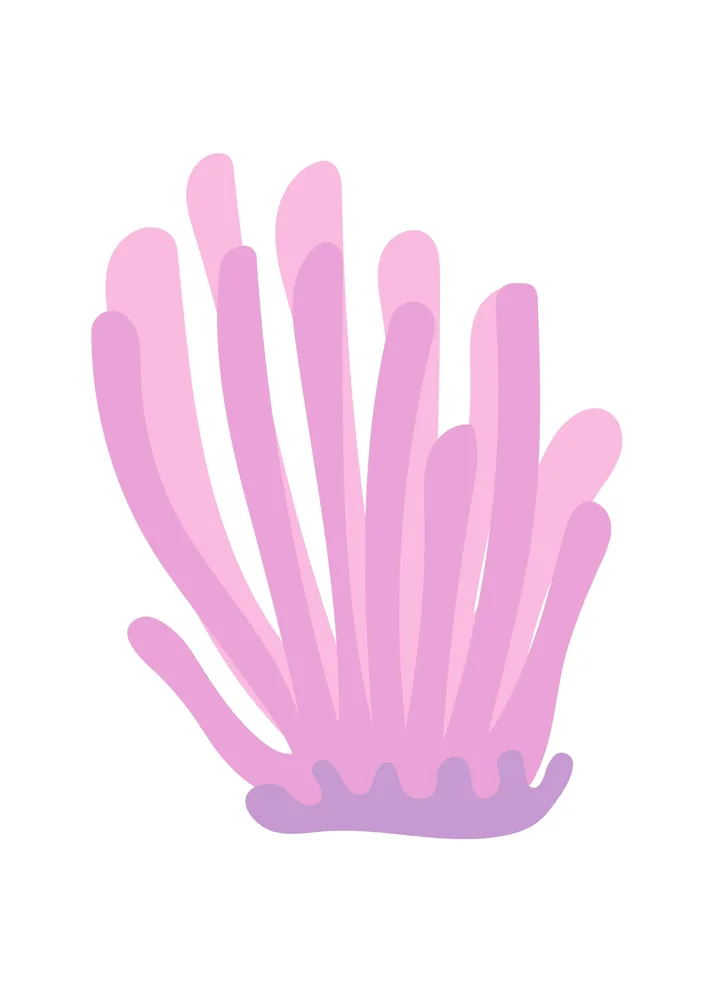 Fucsia