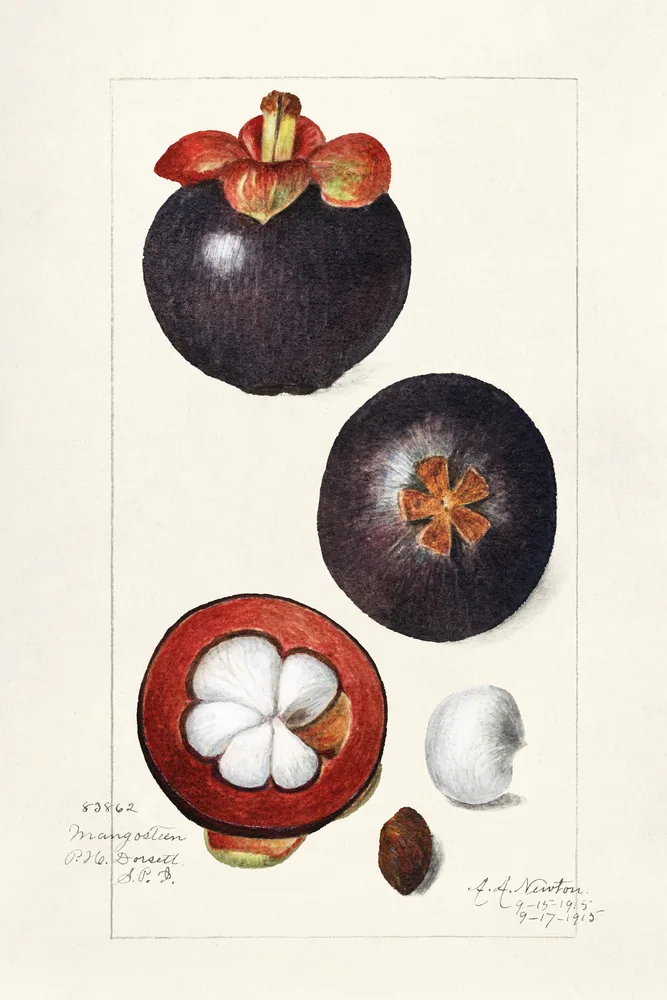 Mangostán