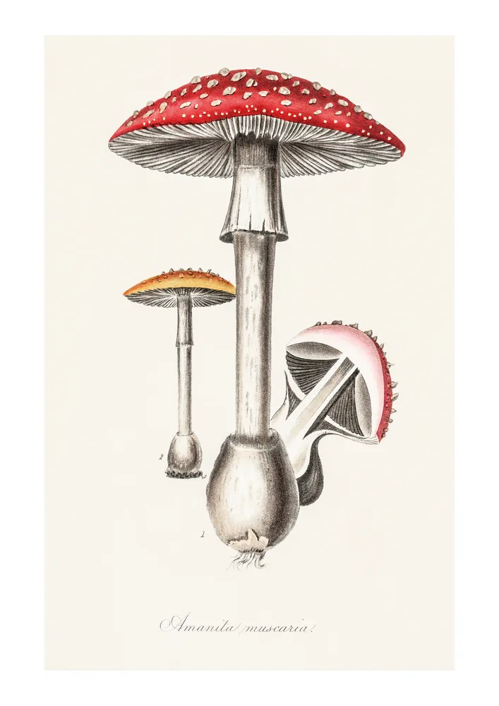 Amanita