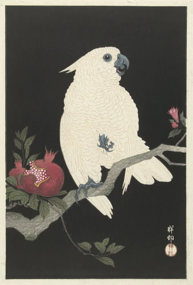 Cacatua