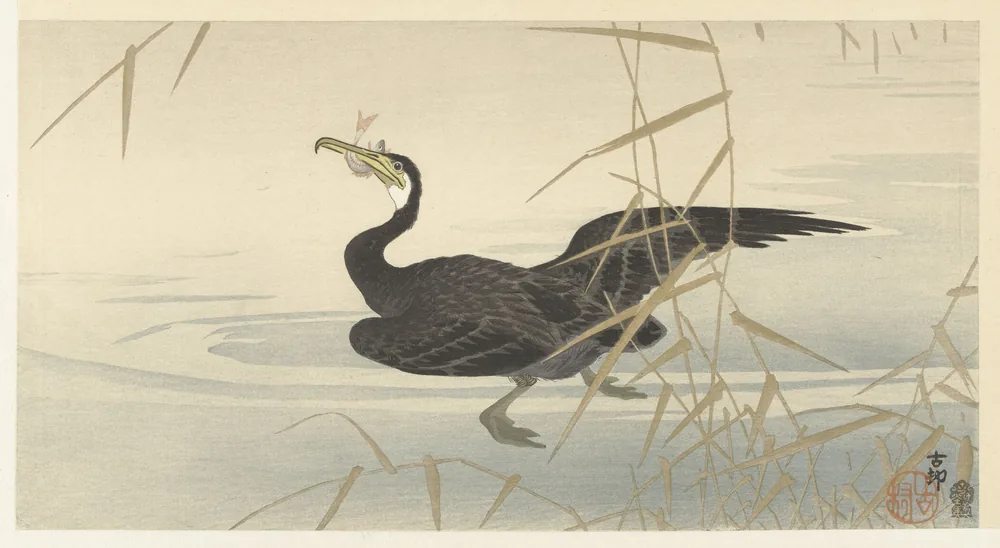 Cormoran