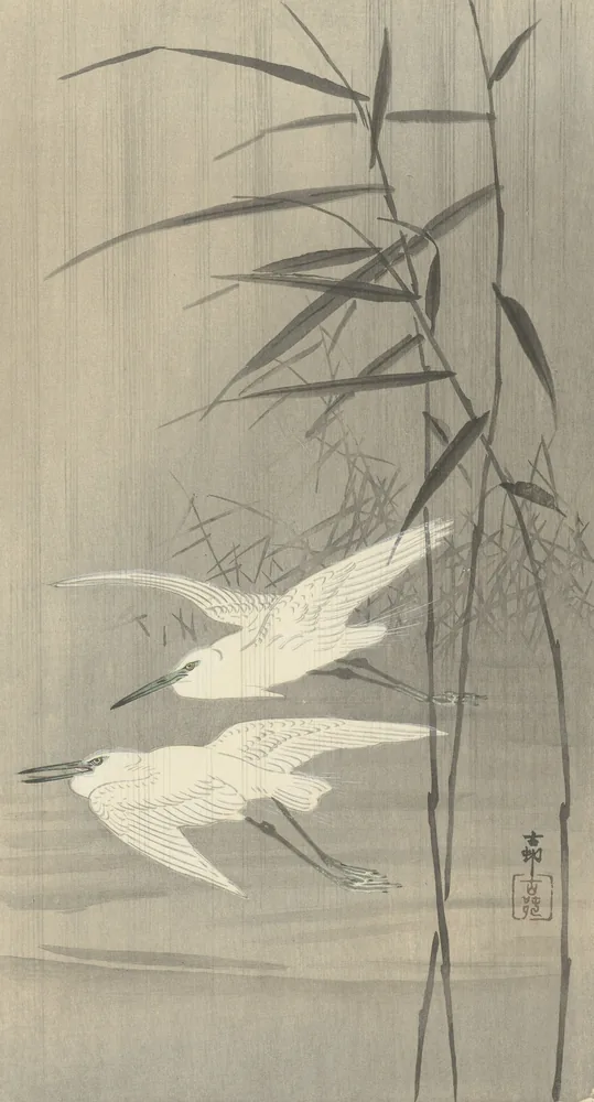Aviario